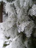 Jalovec tuh - Juniperus rigida, v zim 2006