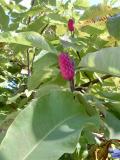 Magnolie tplten - Magnolia tripetala, itice 2005