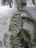 Ostrolistec kopinat - Cunninghamia lanceolata, v zim, 2006