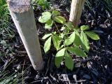 Oechovec vejit - Carya ovata, semenek po vsadb v r. 2005