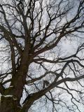 Dub letn - Quercus robur, pohled do koruny stromu