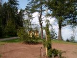 Smrk ztepil - pevisl, Picea abies Rotenhaus, v pozad had smrk 2005