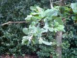 Dub letn - Quercus robur Cristata, Botanic Gardens, Londn - Kew, 2005