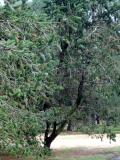 Borovice osinat - Pinus aristata, Royal Botanic Gardens, Londn - Kew, 2005