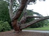Borovice  - Pinus, Royal Botanic Gardens, Londn - Kew, 2005