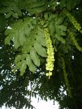Paoech jasanolist - Pterocarya fraxinifolia, St JamesPark (Green Park), Londn 2005