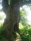 Dub letn - Quercus robur, ikv dub u Lichnice u Chrudimi, 2005