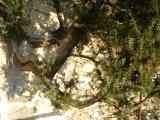 Jalovec - Juniperus, hradby Lanperk, 2005