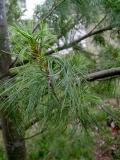 Borovice hedvbn - Pinus strobus Contorta, 2006 