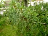 Borovice hedvbn - Pinus strobus Contorta, 2006