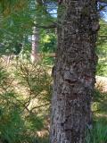 Borovice hedvbn - Pinus strobus, rez vejmutovkov, 2006  