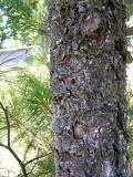 Borovice hedvbn - Pinus strobus, rez vejmutovkov, 2006 