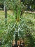 Borovice himaljsk - Pinus wallichiana Griffithii, 2006 