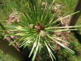 Borovice hustokvt - Pinus densiflora Oculus draconis, pestr jehlice, 2006