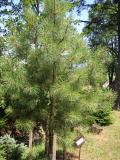Borovice Jeffreyova - Pinus jeffreyi, 2006