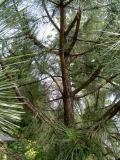 Borovice pmosk - Pinus pinaster, 2006  