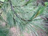 Borovice pmosk - Pinus pinaster, 2006 