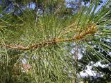 Borovice tk - Pinus ponderosa, 2006  