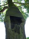 Dub letn - Quercus robur, nejstar strom zmeckho parku, 2006     