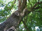 Dub letn - Quercus robur, nejstar strom zmeckho parku, 2006    