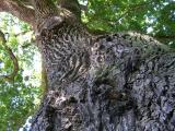 Dub letn - Quercus robur, nejstar strom zmeckho parku, 2006   