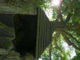 Dub letn - Quercus robur, nejstar strom zmeckho parku, 2006  