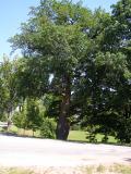 Dub letn - Quercus robur, nejstar strom zmeckho parku, 2006