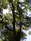 Dub letn - Quercus robur, skupina v dolnm parku, 2006     