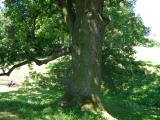 Dub letn - Quercus robur, skupina v dolnm parku, 2006