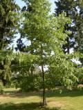 Dub erven - Quercus rubra, 2006