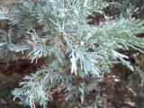 Jalovec skaln - Juniperus scopulorum, 2006 
