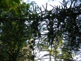Jalovec tuh - Juniperus rigida, 2006 