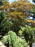 Javor dlanitolist - Acer palmatum Atropurpureum, 2006