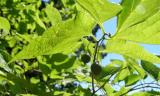 Bestovec zpadn - Celtis occidentalis - Arboretum ampach