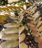 Dezovec trojtrnn - Gleditsia triacanthos - Ruby lace - Arboretum ampach