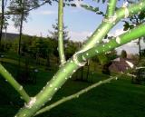 Jerln japonsk - Sophora japonica - vtvvky s lenticelami - Arboretum ampach