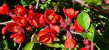 pbuzn kdoulovec japonsk - Chaenomeles japonica - bv myln zamovn s kdoulon