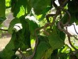 Lska obecn - Corylus avellana - Contorta - Arboretum ampach