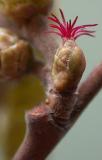 Lska obecn - Corylus avellana - sami kvt