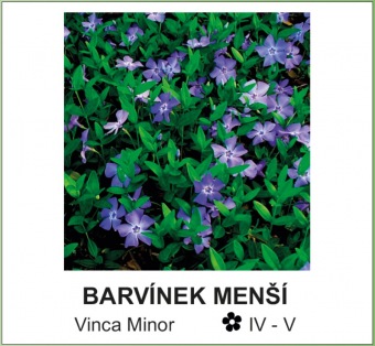 barvinek_mensi_-_Vinca_Minor.jpg