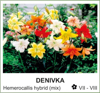 denivka_-_Hemerocallis_hybrid__mix_.jpg