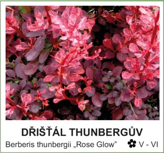 dristal_Thunberguv_-_Berberis_thunbergii___Rose_Glow__.jpg