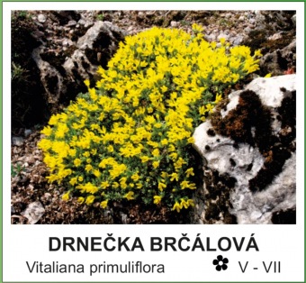 drnecka_brcalova_-_Vitaliana_primuliflora.jpg