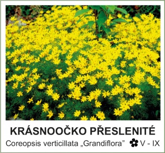 krasnoocko_preslenite_-_Coreopsis_verticillata___Grandiflora__.jpg