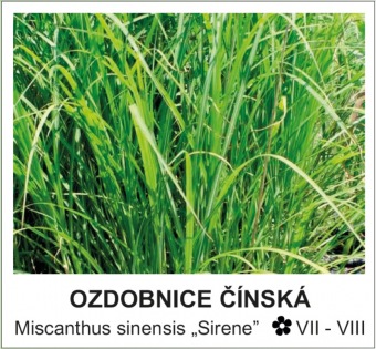 ozdobnice_cinska_-_Miscanthus_sinensis___Sirene__.jpg