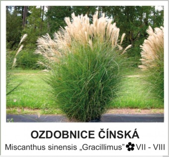 ozdobnice_cinska_-_Miscanthus_sinensis____Gracillimus__.jpg