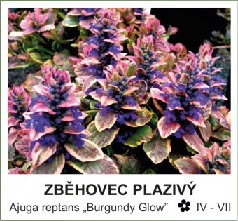 zbehovec_plazivy_-_Ajuga_reptans___Burgundy_Glow__.jpg
