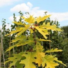 Quercus rubra  'Aurea'