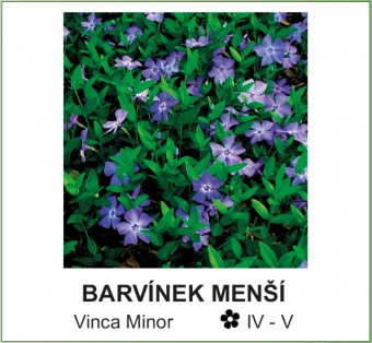 barvinek_mensi_-_Vinca_Minor