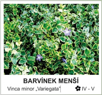 barvinek_mensi_-_Vinca_minor___Variegata__